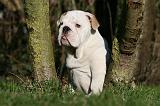 BULLDOG ANGLAIS 095